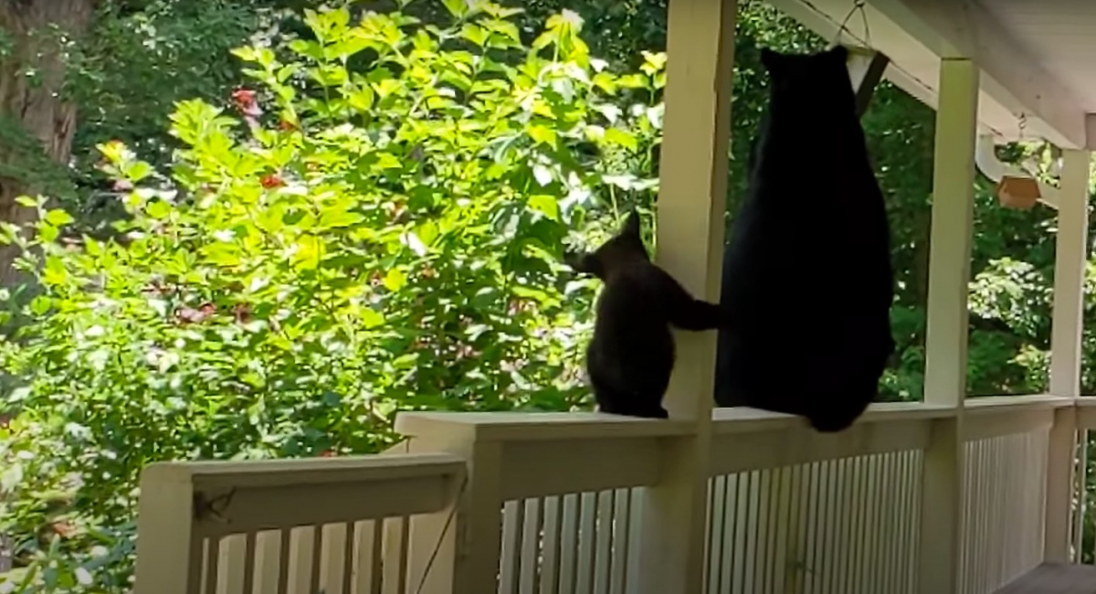 YouTube@Patrick Conley