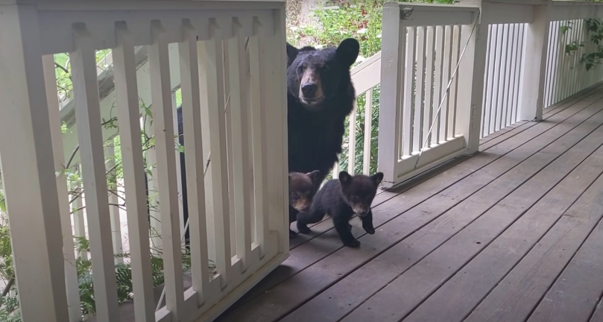 YouTube@Patrick Conley