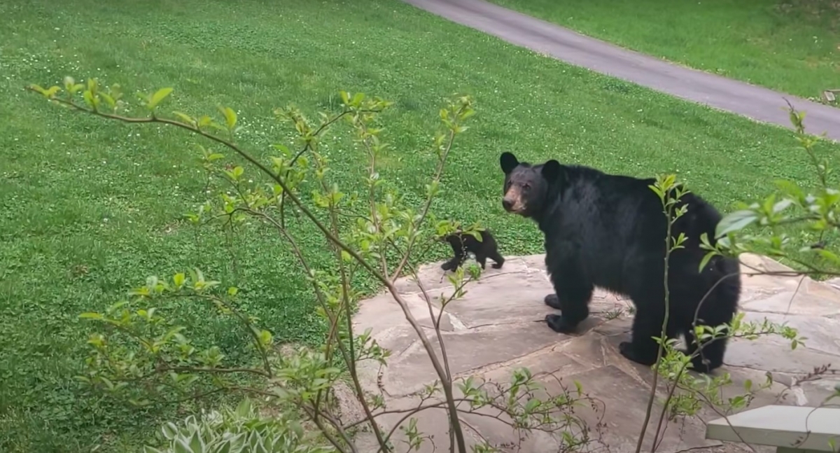 YouTube@Patrick Conley