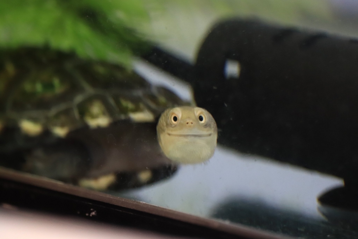 Twitter@odekakena_ko 