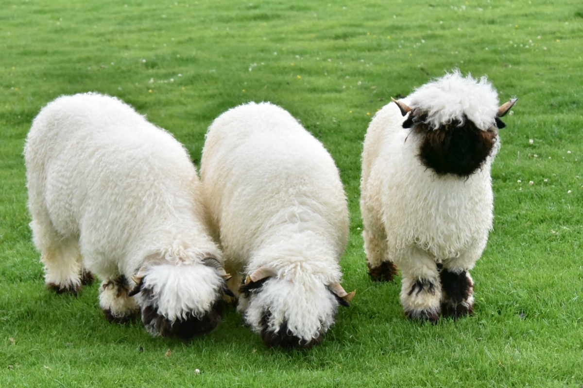 FB@Valais Blacknose sheep Northumberland