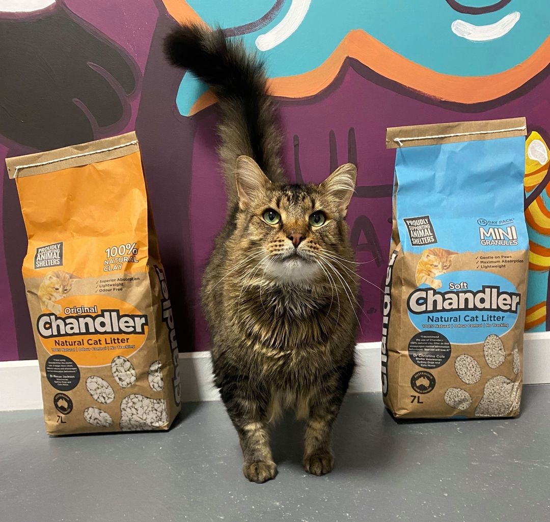 Second Chance Animal Rescue Inc.