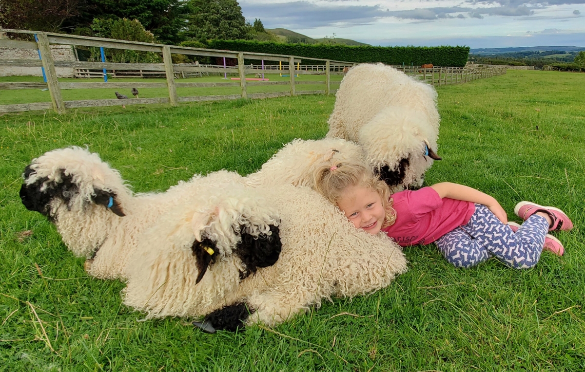 FB@Valais Blacknose sheep Northumberland