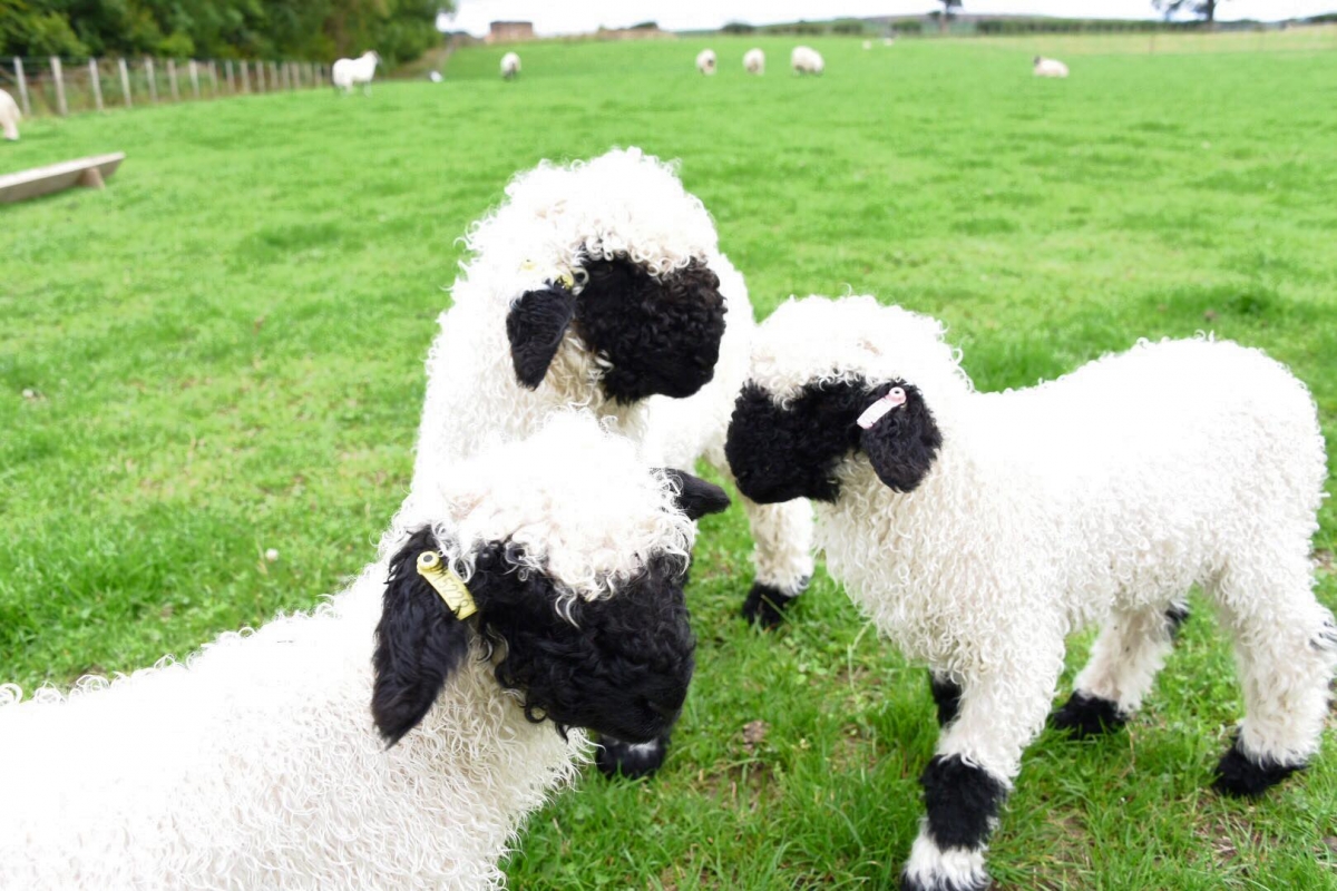 FB@Valais Blacknose sheep Northumberland