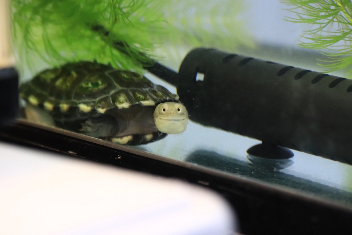 Twitter@odekakena_ko