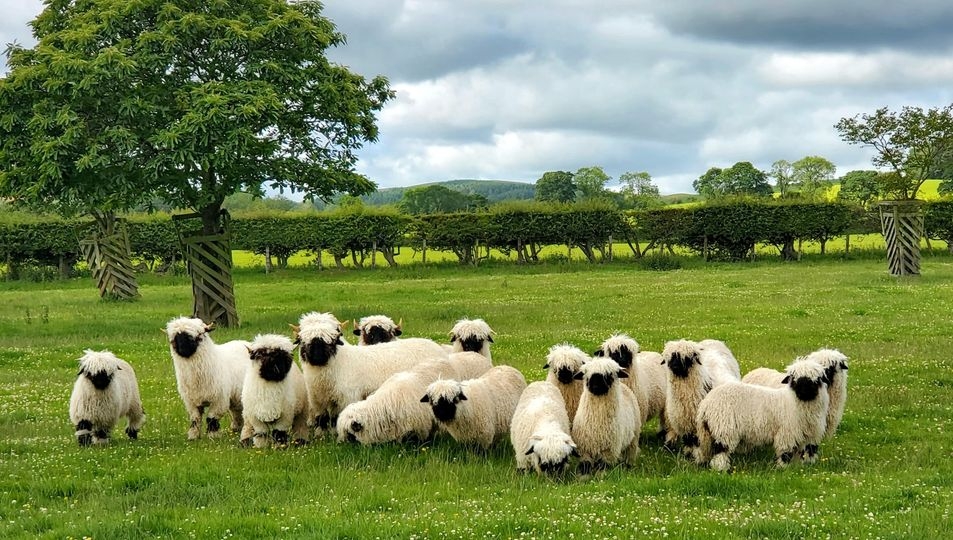 FB@Valais Blacknose sheep Northumberland