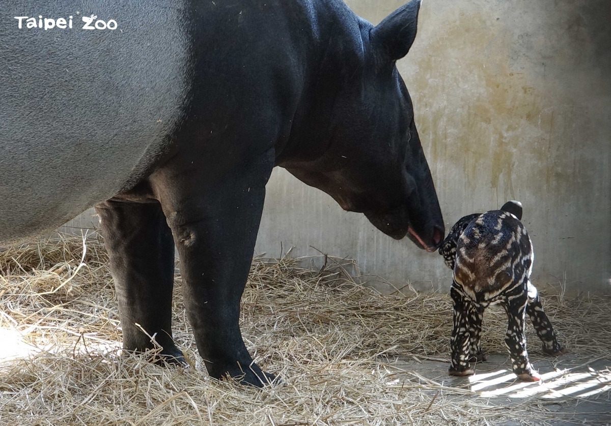 FB@Taipei Zoo 臺北市立動物園