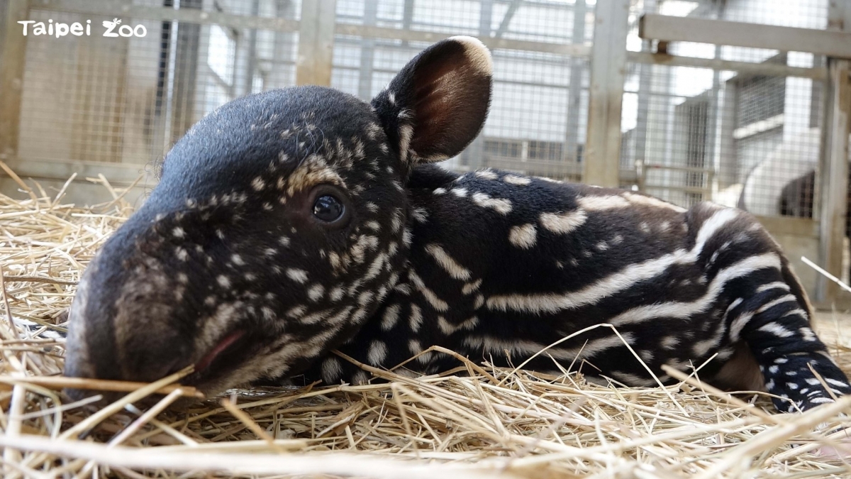 FB@Taipei Zoo 臺北市立動物園