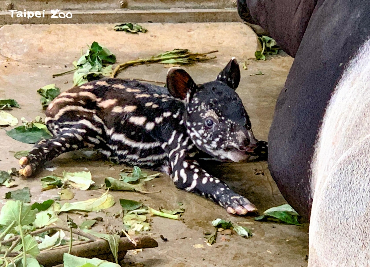 FB@Taipei Zoo 臺北市立動物園