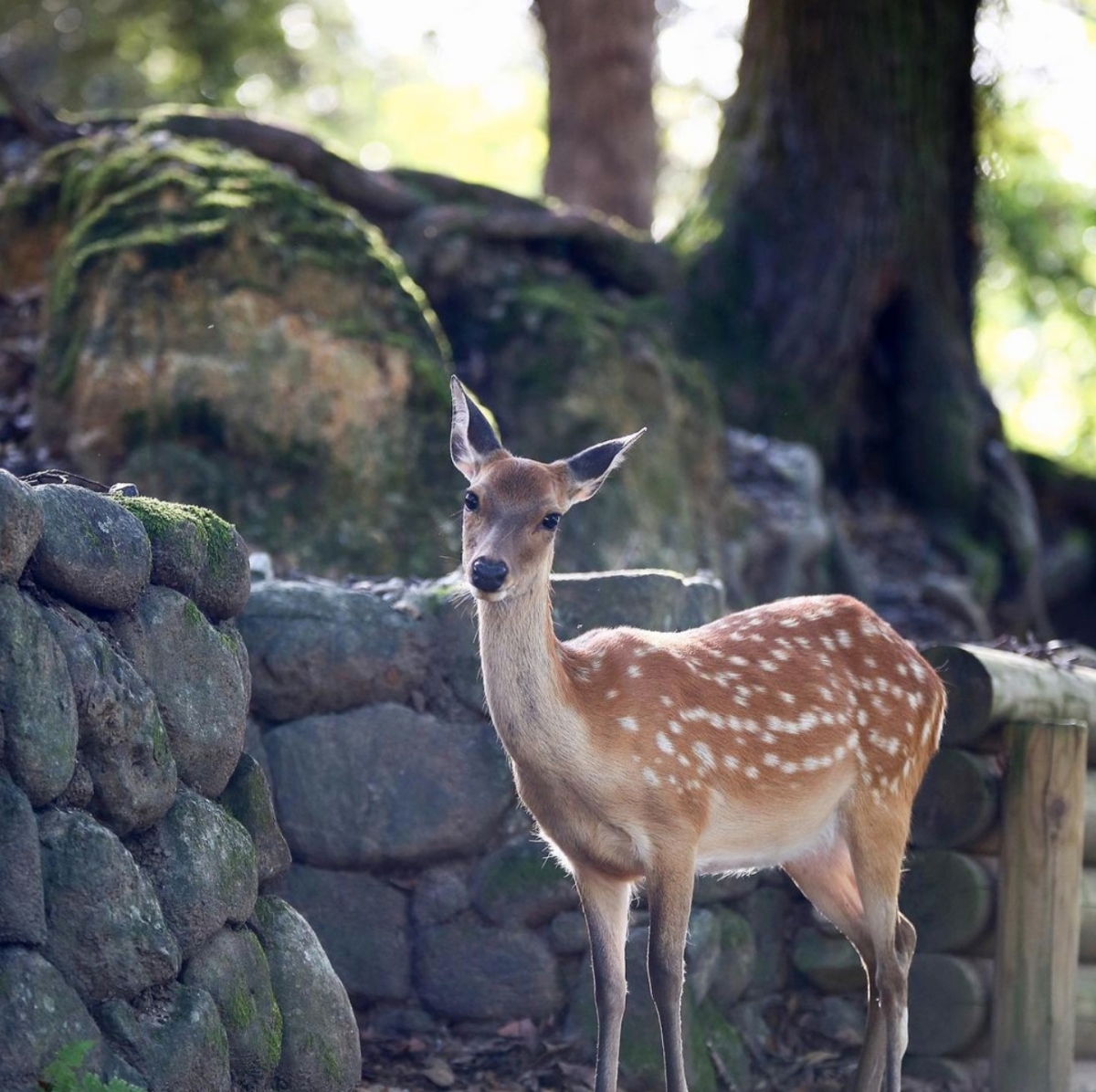 IG@naratourism_official