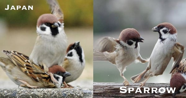 要打去練舞室打!日本攝影師捕捉「麻雀打群架」瞬間,網友笑翻:「是吃慶記長大的~」