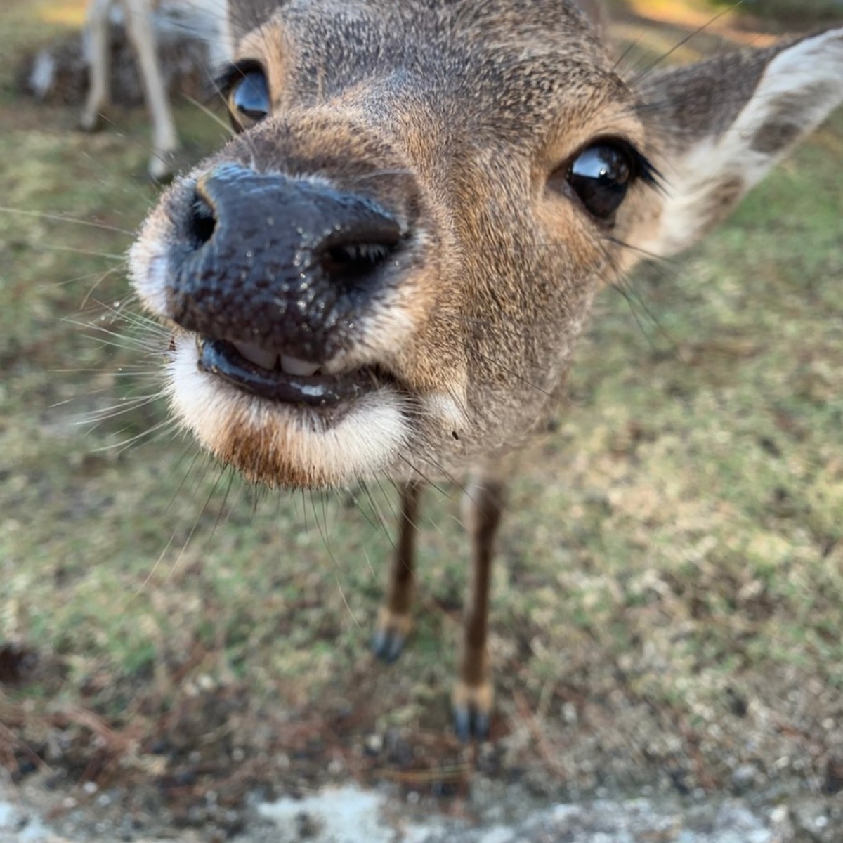 IG@naratourism_official