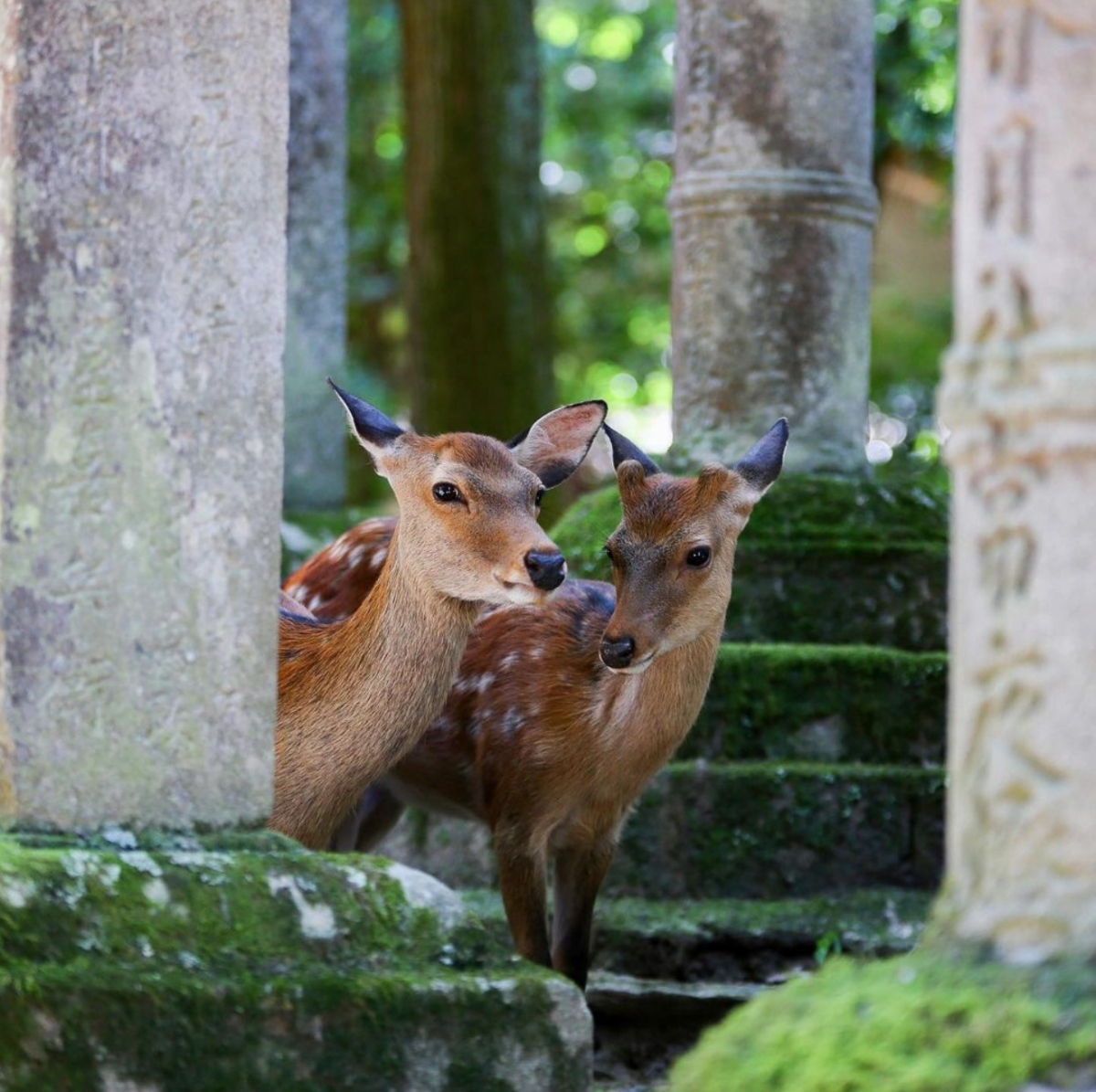 IG@naratourism_official