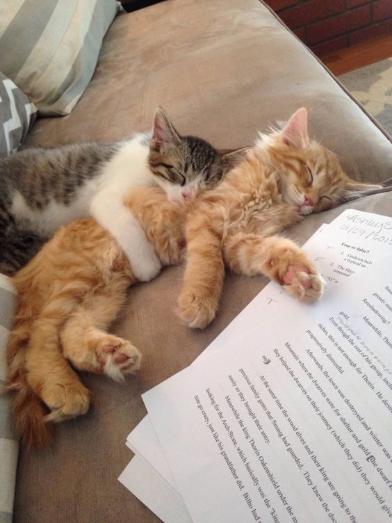 兄弟們表示好友脫單後都只跟女友、貓咪待在一起