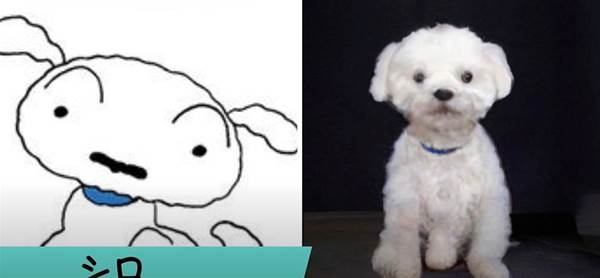 小新的狗狗「小白」