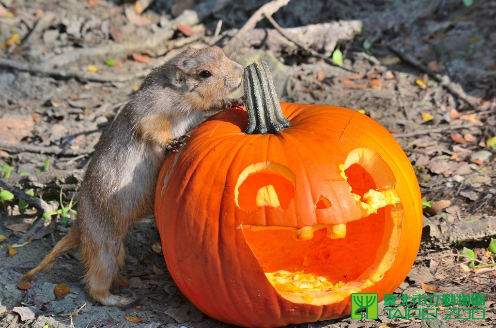 台北市立動物園萬聖節「Zoolloween」