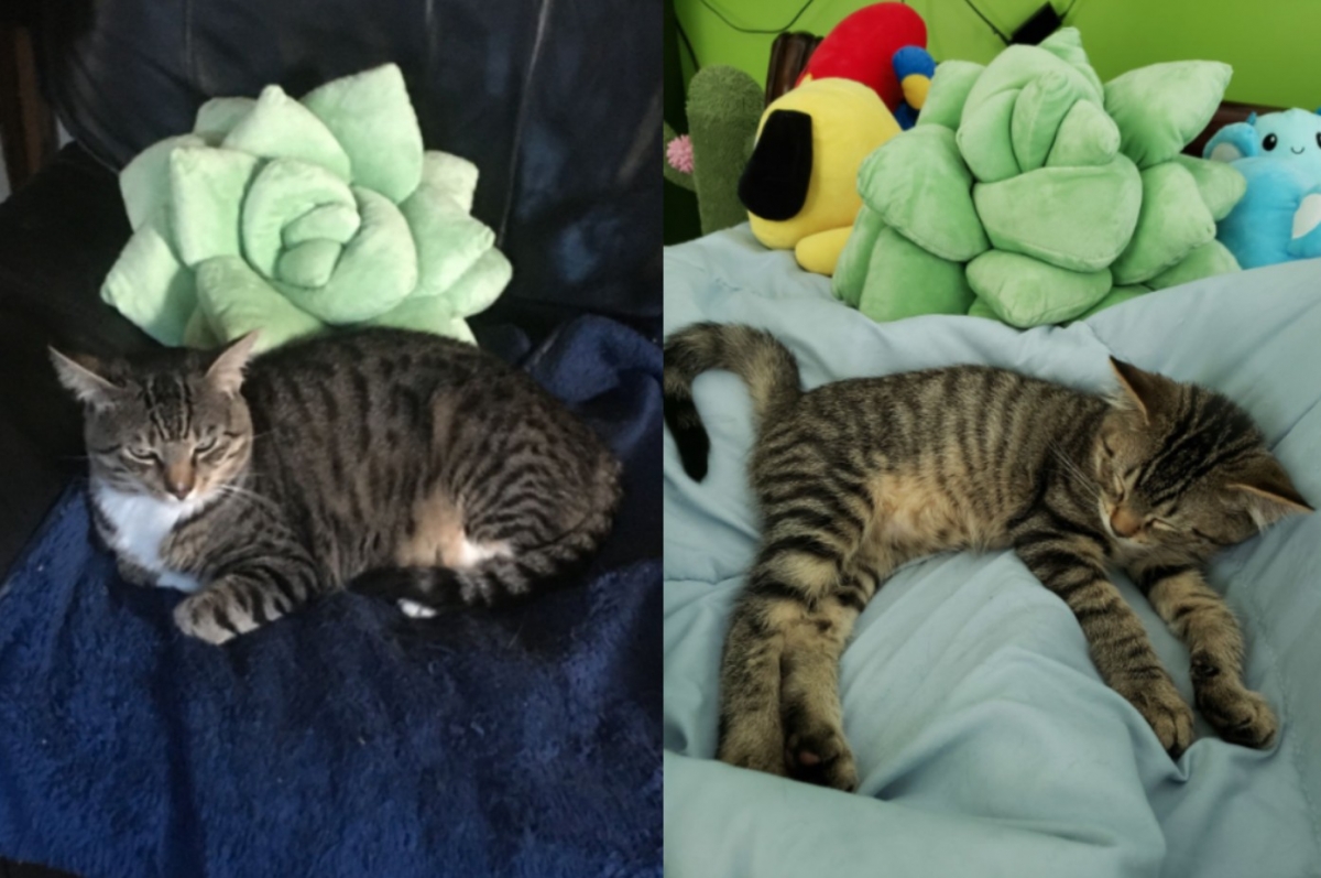 喵星人也難逃可愛又療癒抱枕的魅力～