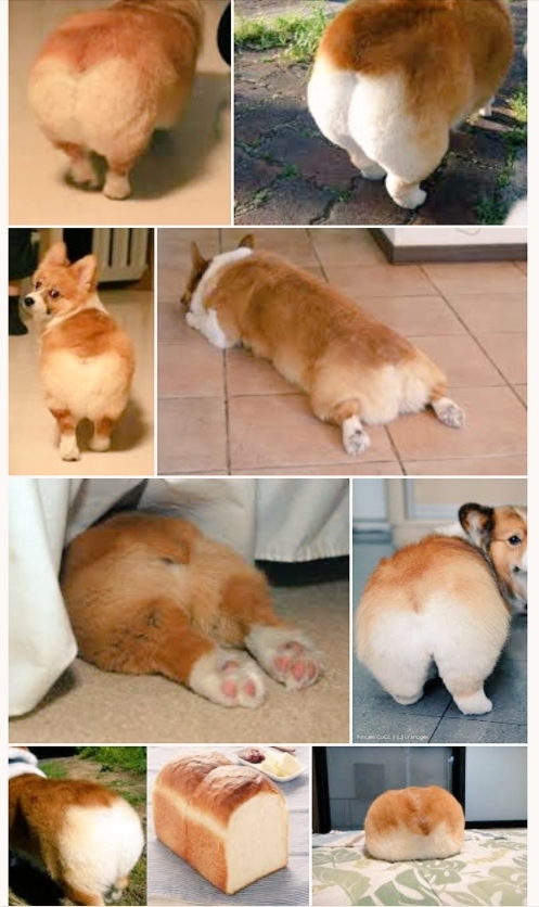 柯基屁屁神似吐司