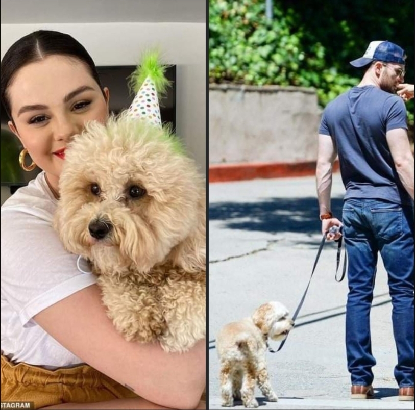 歌迷幻想美國隊長幫賽琳娜遛狗