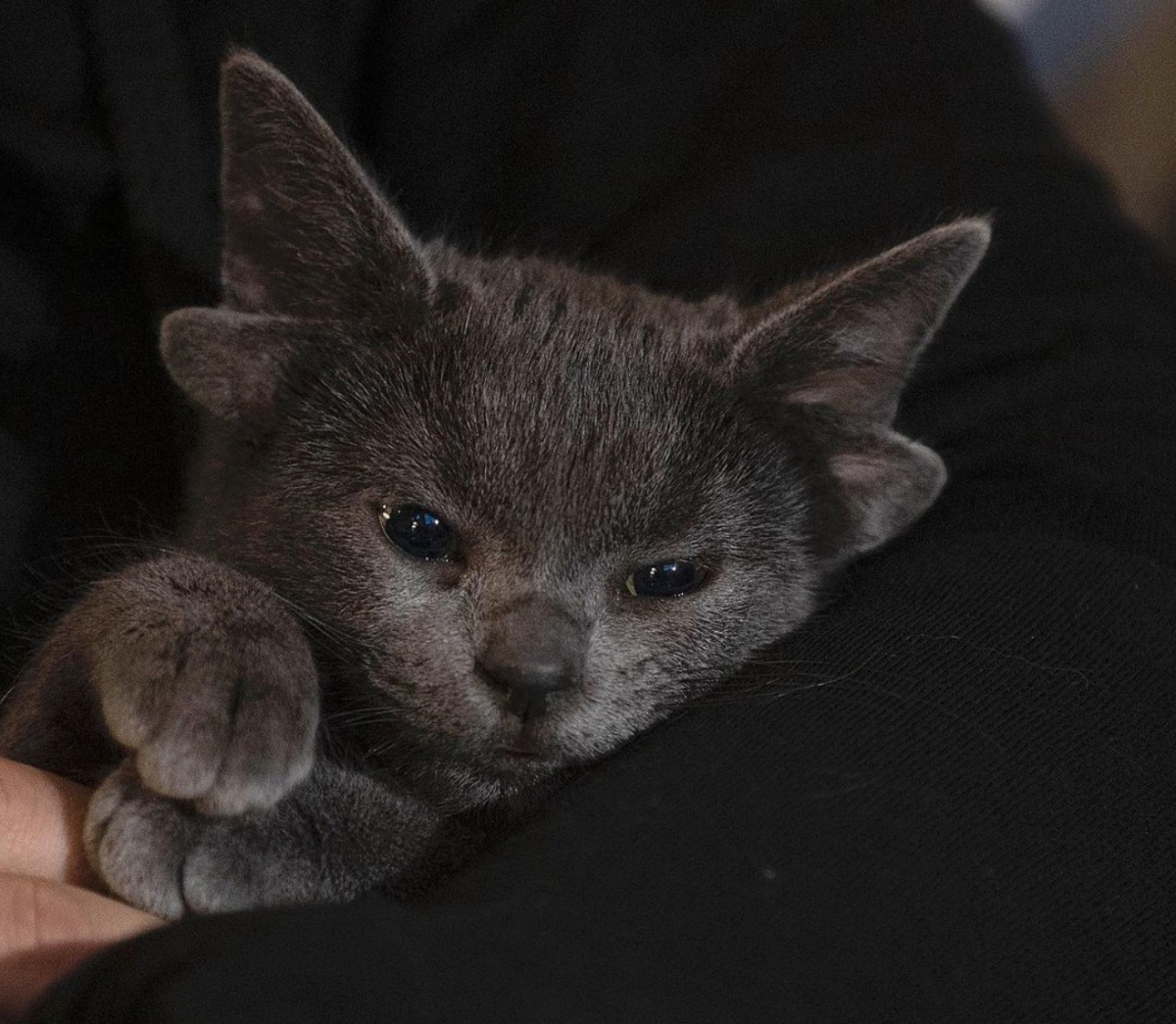 土耳其一隻俄羅斯藍貓因天生擁有「4個耳朵」，受到許多關注與討論。