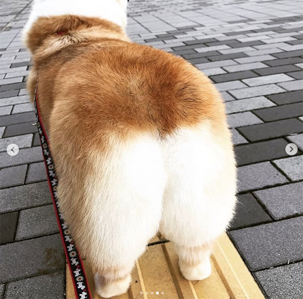 柯基屁屁神似烤吐司