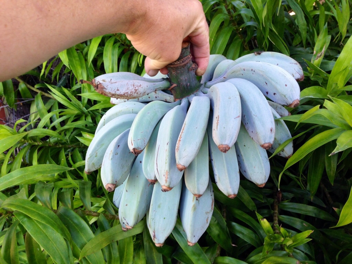 「爪哇藍香蕉」外型超特別