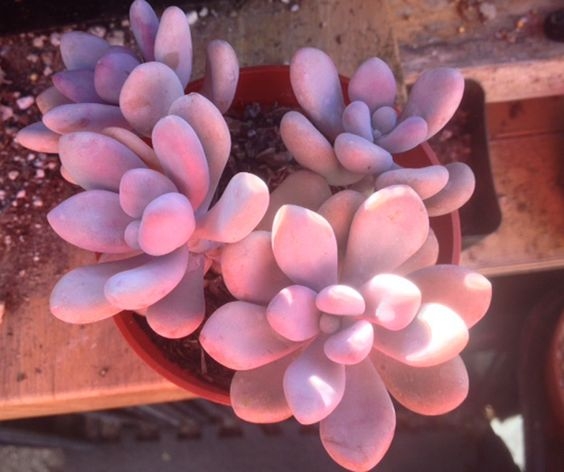 多肉植物界小仙女「桃蛋多肉」