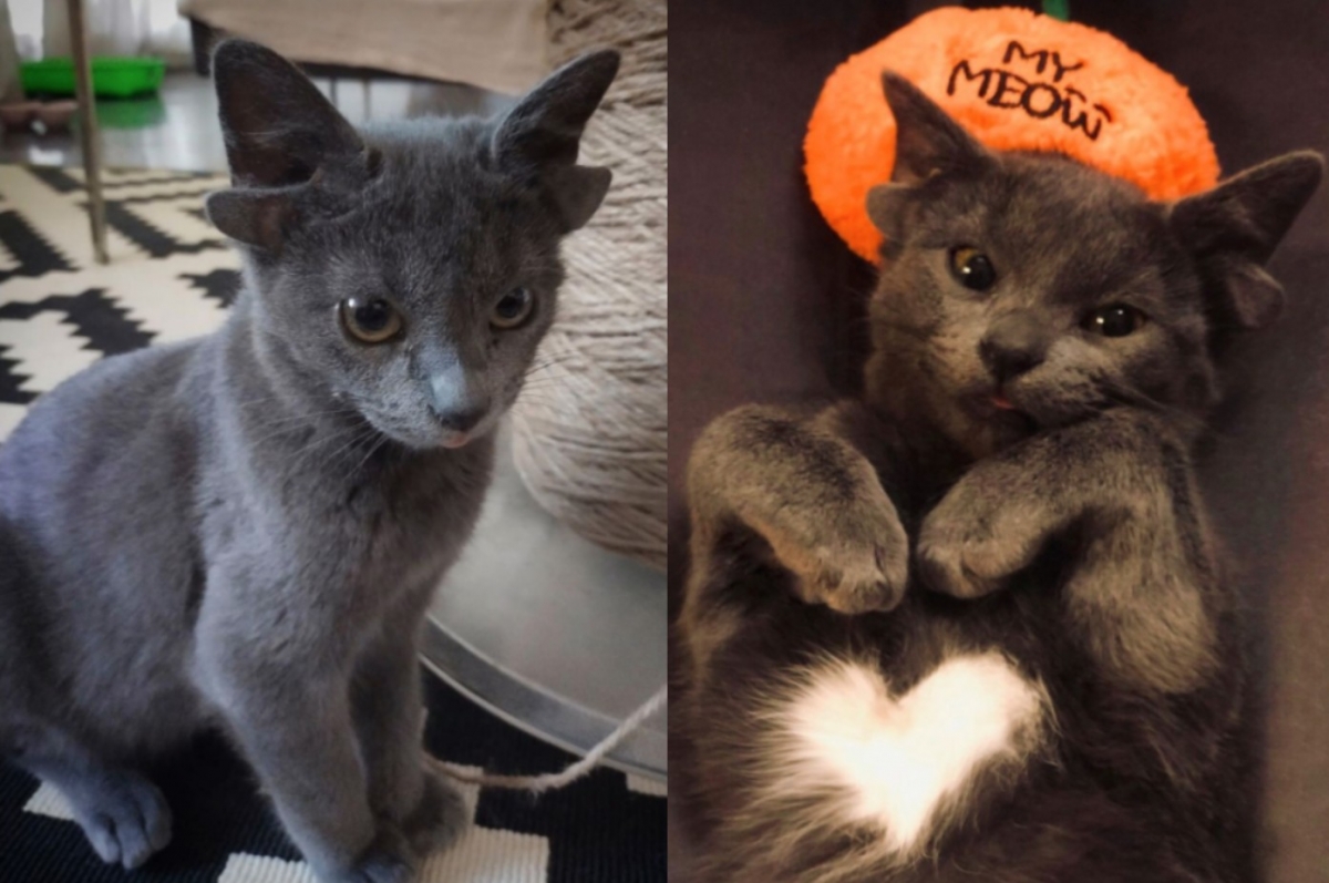 邁達斯（Midas）胸口有「愛心形狀」的白色毛髮，相當可愛。