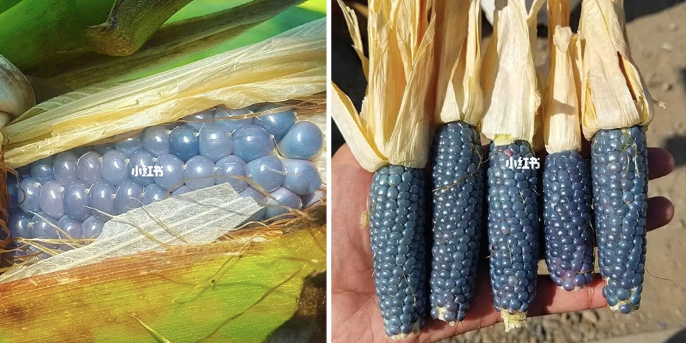 彩色寶石玉米