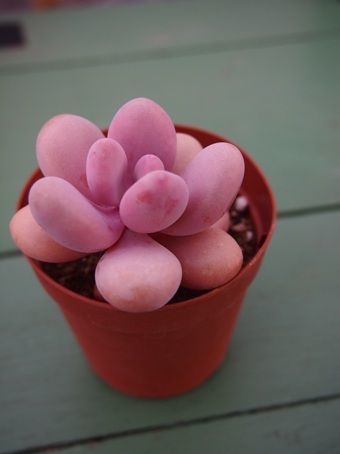 粉紅色多肉植物「桃蛋多肉」