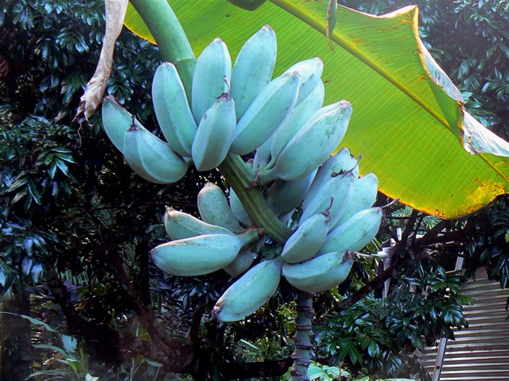 阿凡達吃的水果?神秘「藍色香蕉」爆紅