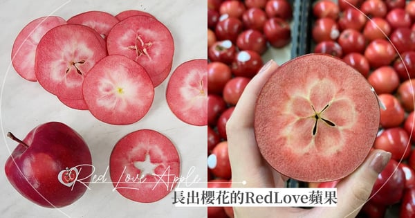 蘋果界小仙女是它！長出櫻花的「Red Love蘋果♡」超巨可愛～高抗氧化每位小仙女都要吃