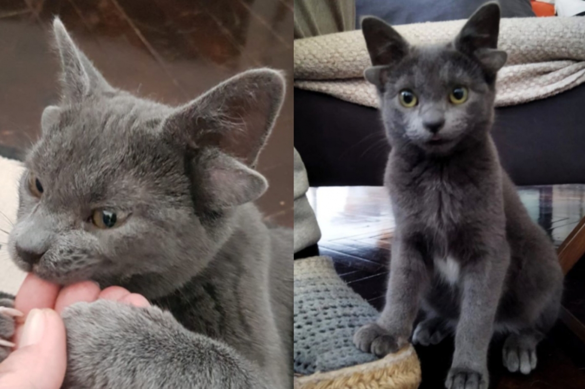 由於邁達斯（Midas）的特殊耳朵構造屬於基因突變，希望大家覺得可愛之餘，還是要以「領養代替購買」給浪浪們一次擁有家庭的機會，而不是只注意外觀上的特色。