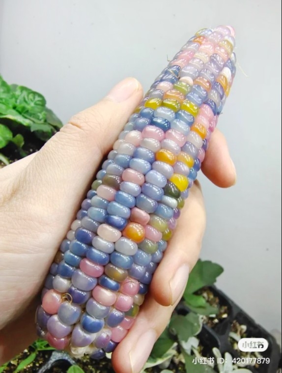 彩色寶石玉米