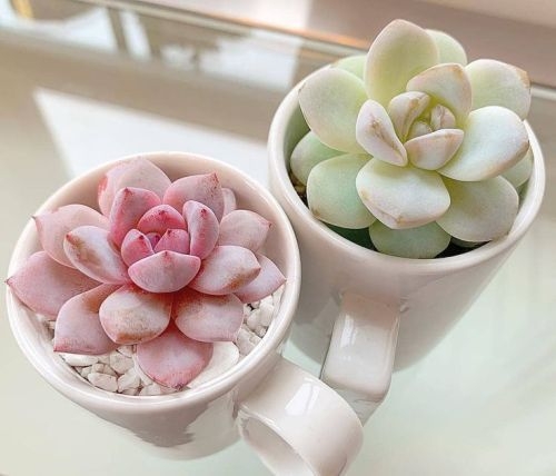 種植各種不同顏色、外觀的多肉植物，也是一種心靈療癒。