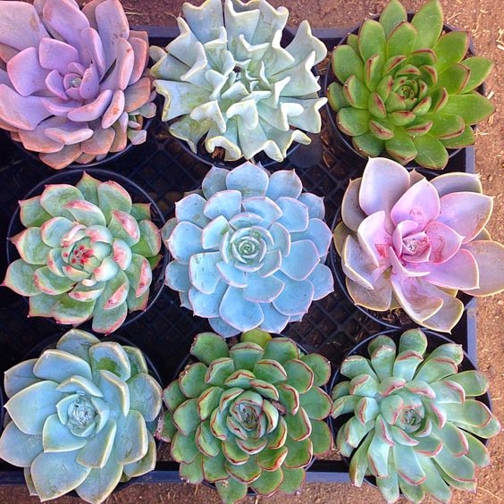 據統計，全世界共有10000多種多肉植物。