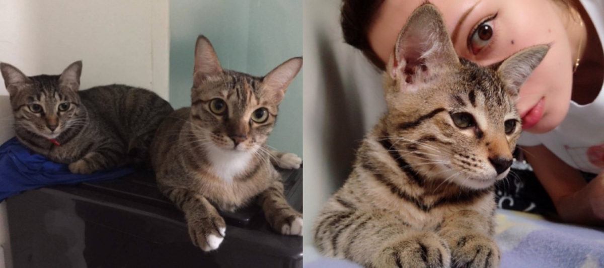 Keanna曾發文表示與謝和弦一起養的寵物Puli與錐錐，已經先被她安置到安全的地方了，希望粉絲們不用擔心。