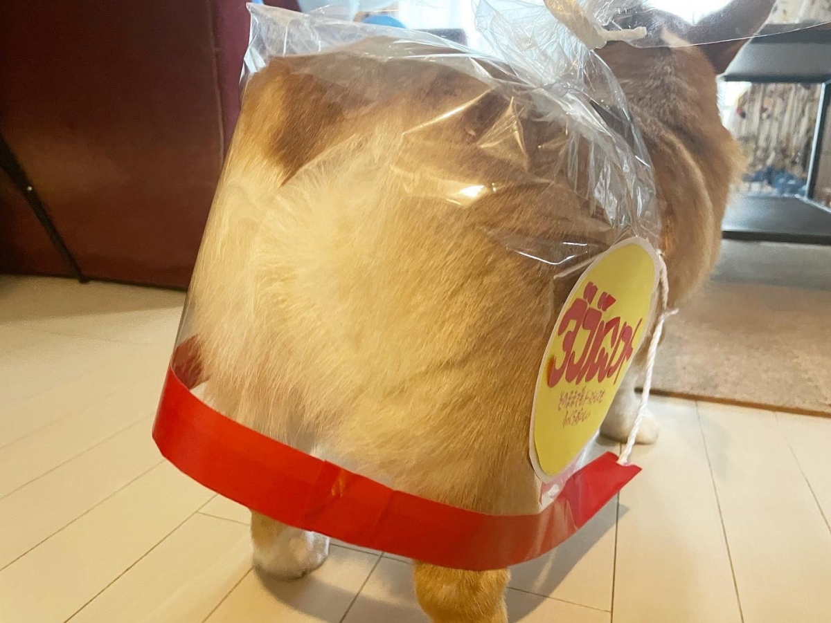 柯基屁屁萬聖節化身吐司