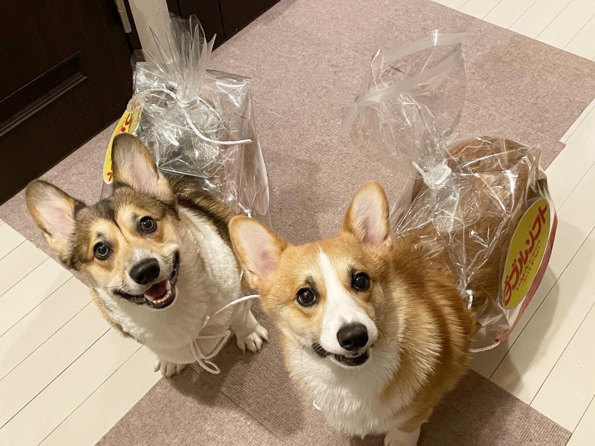 日本柯基萬聖節