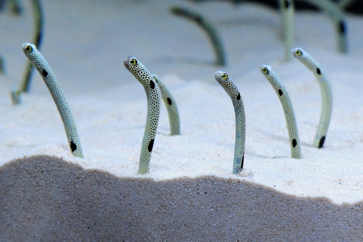 俗稱「花園鰻」的哈氏異康吉鰻（Heteroconger hassi）是水族館的人氣王。