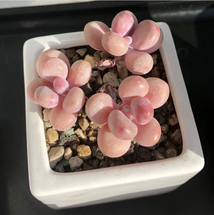 多肉植物桃之卵像鵝卵石