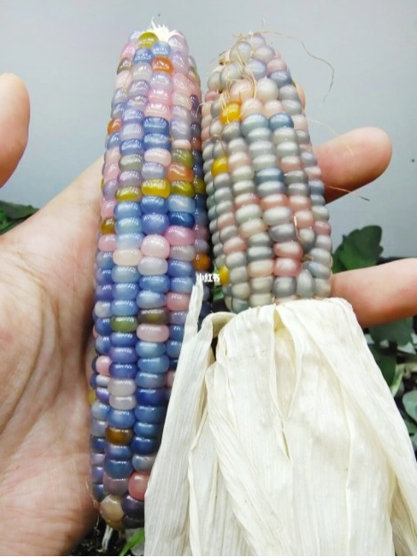 彩色寶石玉米