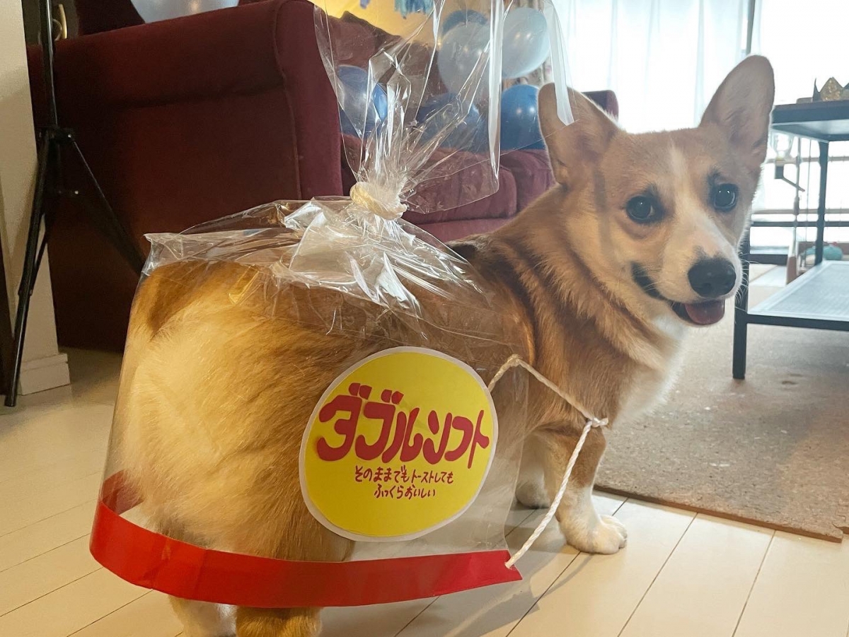 柯基萬聖節化身吐司條