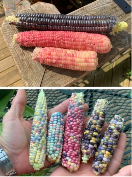 彩色寶石玉米