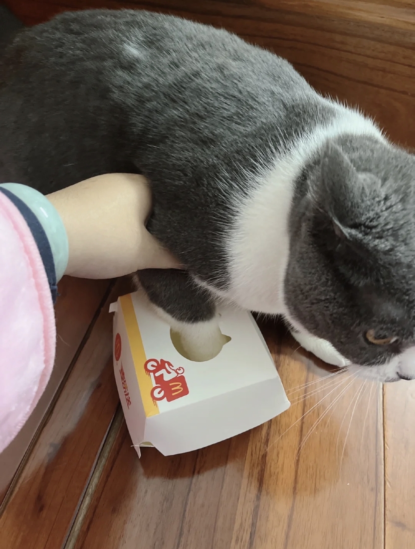 搶不到貓窩沒關係,飼主靈機一動用正常版讓貓咪體驗