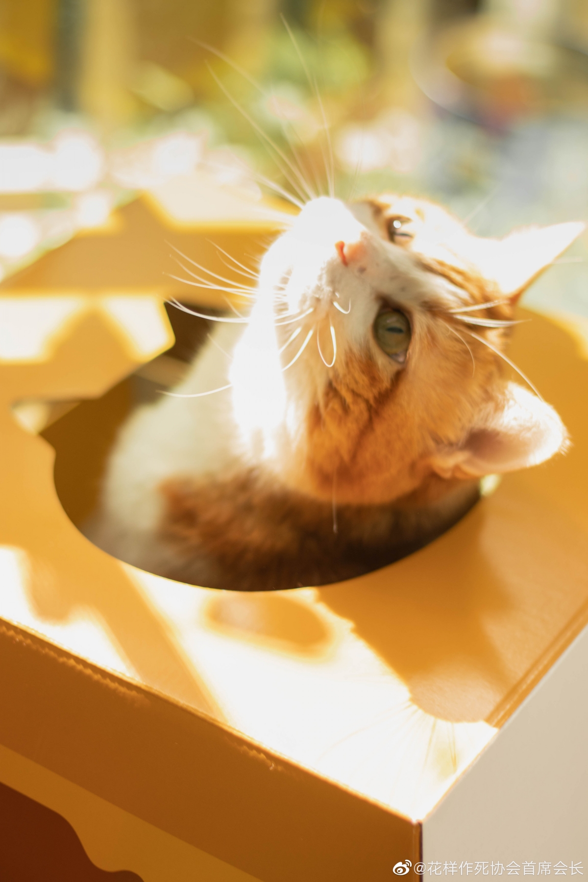 微博 @花樣作死協會首席會長