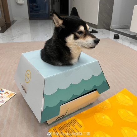 微博 @柴犬kobe與賤胖二貓