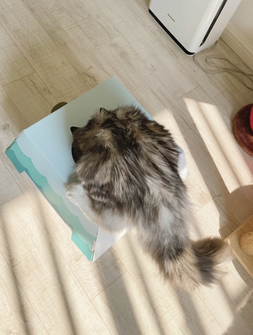 小紅書 @邪惡魔人布歐