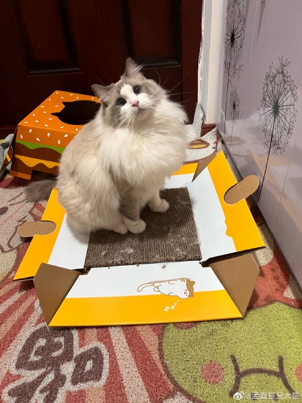 微博 @孟夏是隻大貓