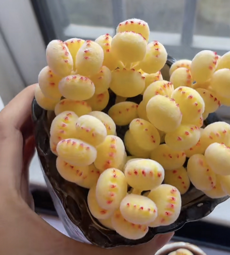 熊童子多肉植物美化環境